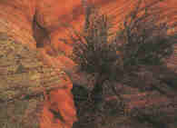 Juniperus